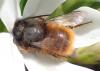 Osmia cornuta